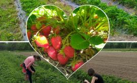 Les Vergers de la Frestellée 1 - Au rendez-vous des Normands