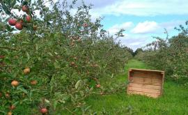 Les Vergers de la Frestellée 4 - Au rendez-vous des Normands