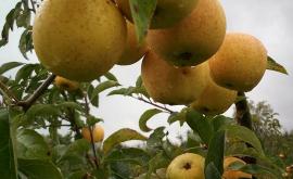 Les Vergers de la Frestellée 5 - Au rendez-vous des Normands