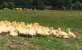 Ferme Allain extérieur - Au rendez-vous des Normands
