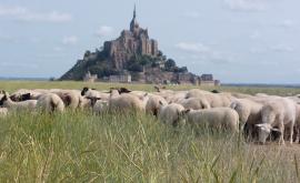 Le Grévin - Au rendez-vous des Normands