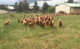 Ferme Allain extérieur - Au rendez-vous des Normands