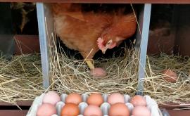 La ferme d'oeufs Blainville - Au rendez-vous des Normands