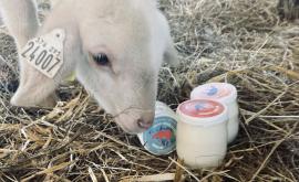 La bergère du val - Au rendez-vous des Normands