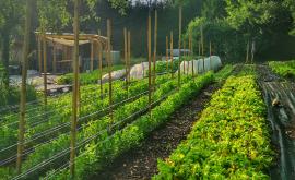 Le jardin Culotté - Au rendez-vous des Normands 