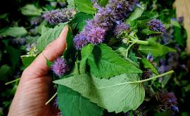 Amara Flora - Au rendez-vous des Normands