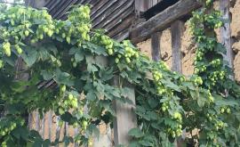 Brasserie de l'oie houblon - Au rendez-vous des Normands