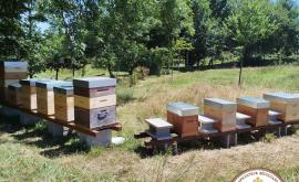Les abeilles de la Bérence - Au rendez-vous des Normands