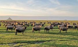 Le Grévin - Au rendez-vous des Normands