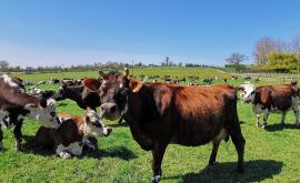 La Ferme des Cara-Meuh intérieur - Au rendez-vous des Normands