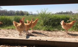 Ferme Hebert extérieur - Au rendez-vous des Normands