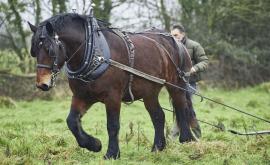 Ferme de Franqueville - Au rendez-vous des Normands