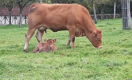 Ferme de la Longchanterie 4 - Au rendez-vous des Normands