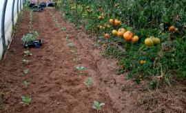 Micro ferme MSV le potager nature - Au rendez-vous des Normands