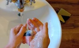 Anthemis - Au rendez-vous des Normands