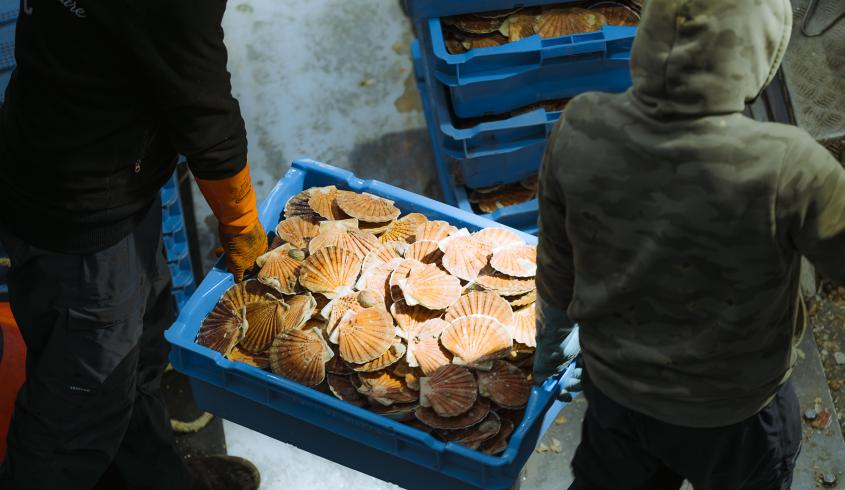 Coquille St Jacques - Port-en-Bessin (© Pierre Galliot - Région Normandie)