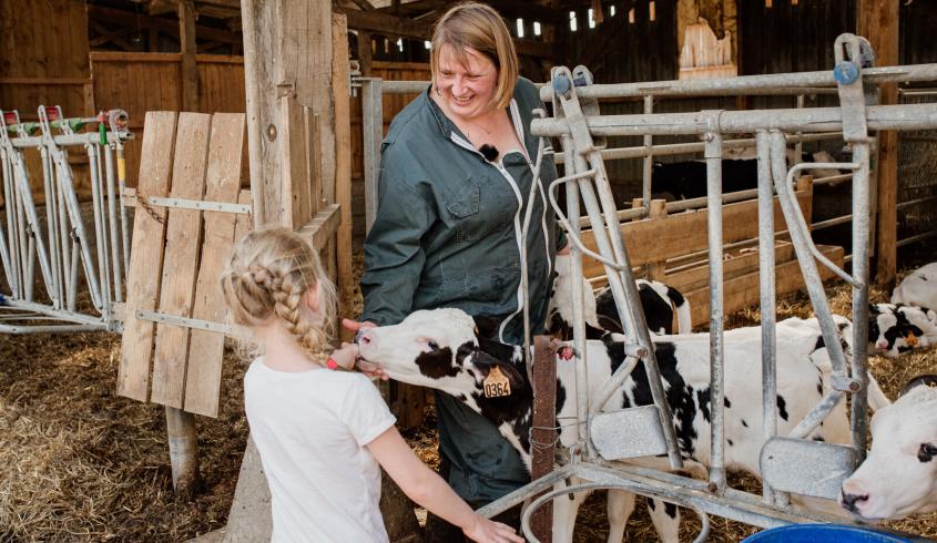 La vache de Louvicamp - Marie-Anais_Thierry - Normandie Tourisme