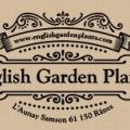 English garden plants - Au rendez-vous des Normands