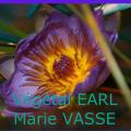 Végétal Marie VASSE - Au rendez-vous des Normands