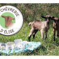 La Chèvrerie d'Elise - Au rendez-vous des Normands