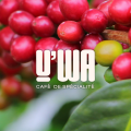 Uwa café de spécialité - Au rendez-vous des Normands
