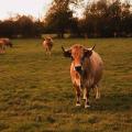 Ferme Pleine Terre - Au rendez-vous des Normands